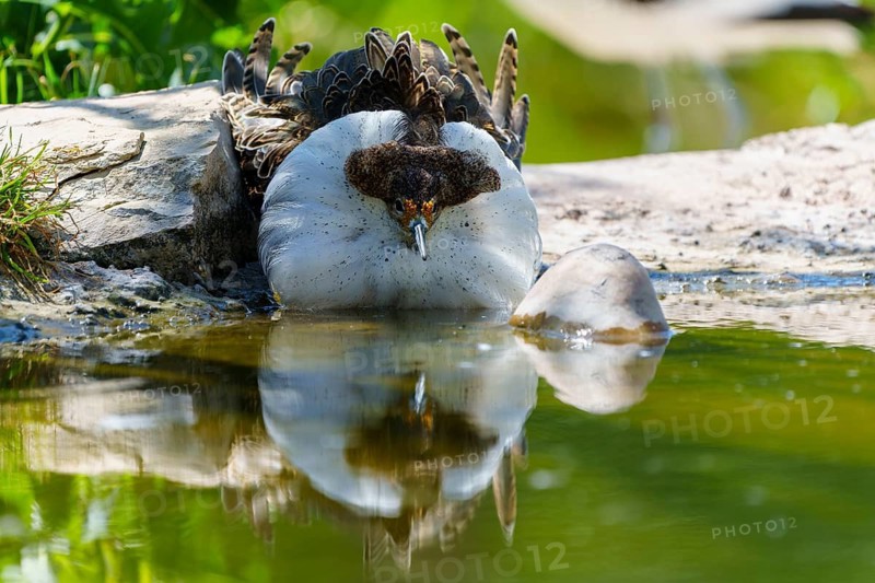 A bird with a feather collar lies relaxed by the water with a clear reflection, ruff (Calidris pugnax, syn.: Philomachus pugnax), courtship display, France