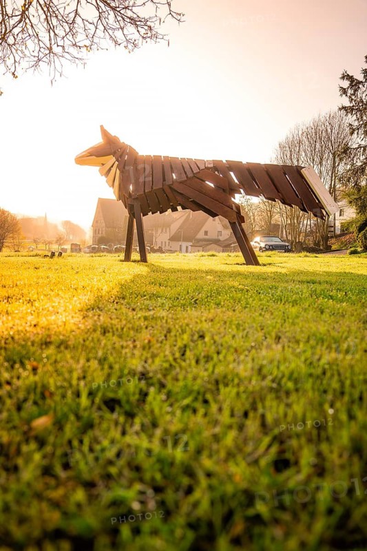 Holzfuchs on a sunny meadow in a rural village at morning sun, Dachtel, Aidlingen, Heckengäu region, Germany