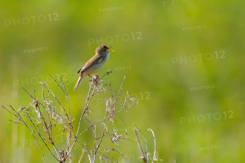 Marsh Warbler (Acrocephalus palustris) singing, North Rhine-Westphalia, Germany