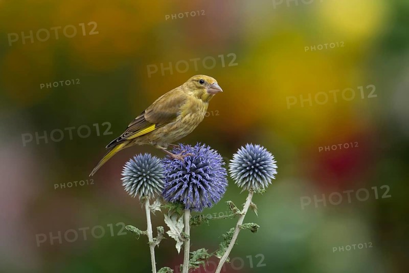 European greenfinch (Chloris chloris) juvenile garden bird on a Globe thistle (Echinops ritro) flower head in summer, Suffolk, England, United Kingdom