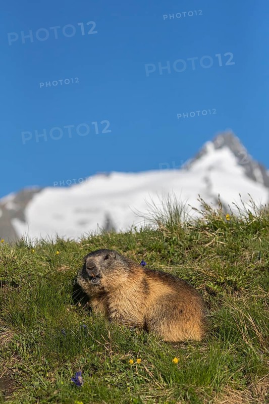 One adult Alpine Marmot, Marmota marmota, resting on green grass. Some mountains in the distant background. In early morning light. Grossglockner high alpine road, Austria