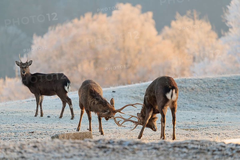 Two fighting Japanese sika deer stags (Cervus nippon nippon) stand on a meadow covered with hoarfrost in hilly terrain. A young male observes the scene. A forest covered in hoarfrost can be seen in the background