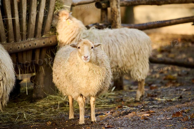 Domestic sheep (Ovis aries) standing on the ground, Bavaria, Germany