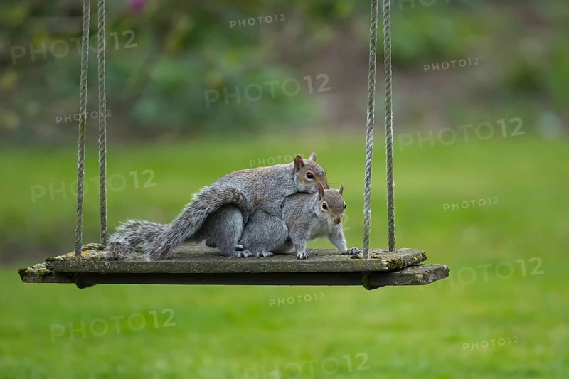 Grey squirrel (Sciurus carolinensis) two adult animals mating on a garden swing, England, United Kingdom
