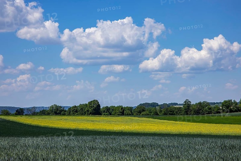 Blooming rapeseed field with clouds. Geislingen an der Steige, Baden-Württemberg, Germany
