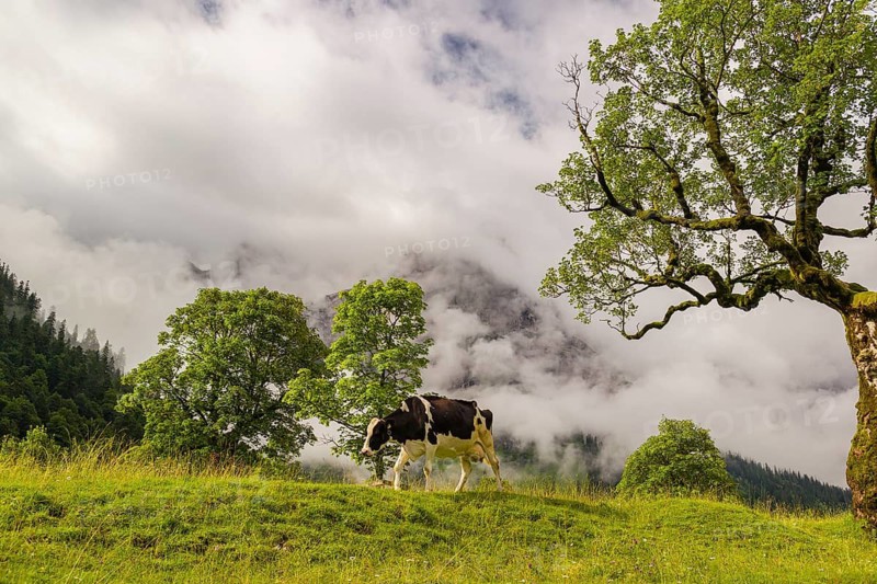 A cow stands under a Sycamore maple tree, Acer pseudoplatanus, in summertime. Mountains in the background. Nature conservancy area Grosser Ahornboden, Karwendel mountains, Austria