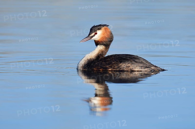 Great Crested Grebe (Podiceps cristatus), swimming, North Rhine-Westphalia, Germany
