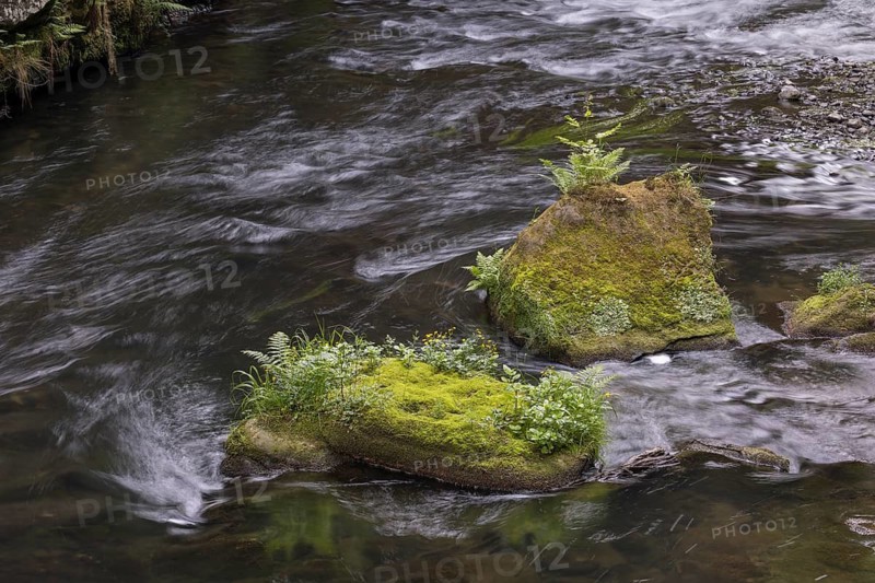 Flowing, silky water with ferns and rocks in the Edmunds Gorge, river Kamnitz, Hrensko, Ustecky kraj, Czech Republic