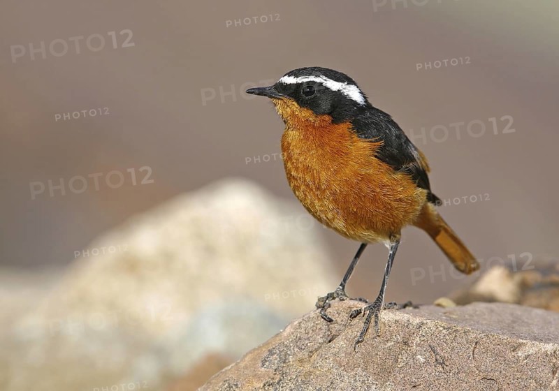 Moussier's Redstart (Phoenicurus moussieri) male, Morocco