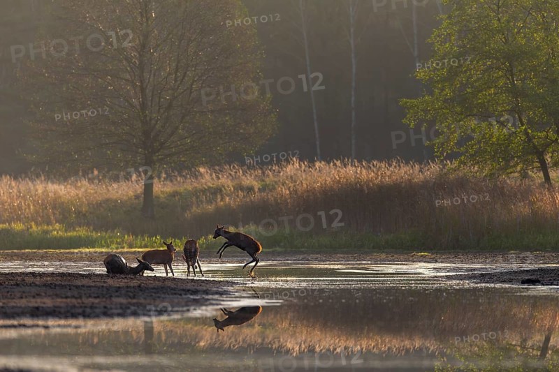 Two minutes ago I photographed a wolf (Canis lupus) hunting red deer (Cervus elaphus) at this exact spot and now I'm watching a deer calf jumping through the water full of joie de vivre and a wallowing red deer, fun, playing, pond landscape, October, Germany