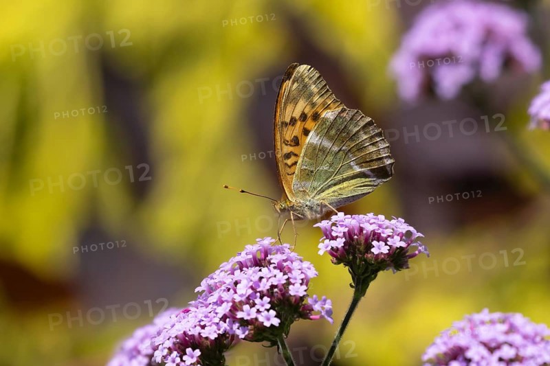 Silver-washed fritillary butterfly (Argynnis paphia) adult insect feeding on a garden Verbena flower in summer, England, United Kingdom