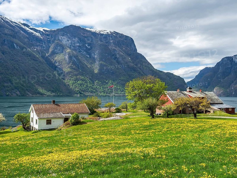 Blooming meadows and traditional wooden houses at the Aurlandsfjord, Norway