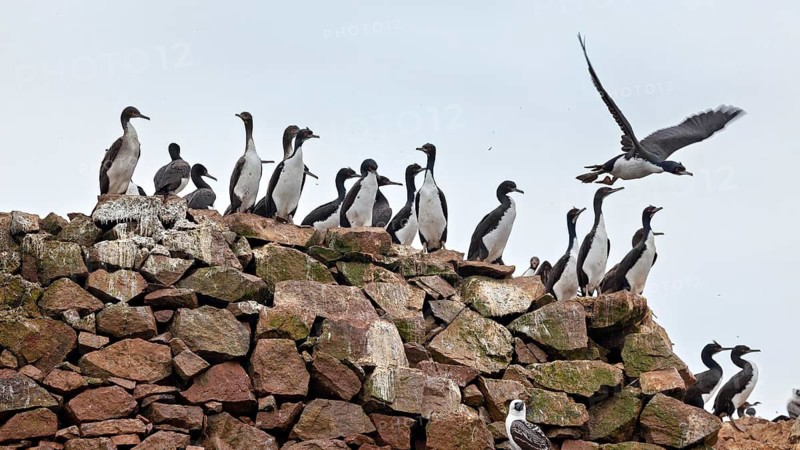 Cormorants on a large rock, some of them flying. A thriving colony of birds in the wild: guano cormorants, also known as guano shags, near Paracas in Peru (Leucocarbo bougainvilliorum)