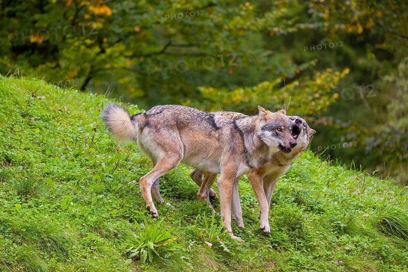 Two eurasian gray wolves (Canis lupus lupus) stand on a hill on green grass with a forest in fall colours in the background. Social behaviour