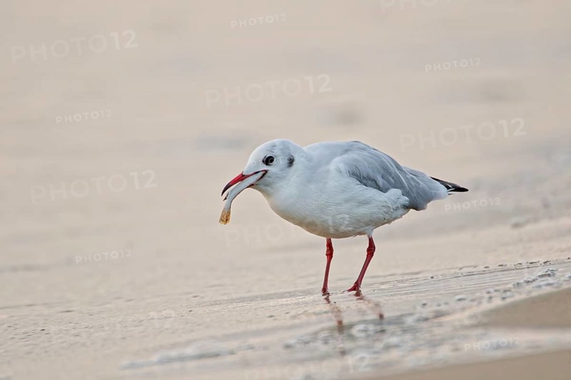 Black-headed gull (Chroicocephalus ridibundus) holding and eating a small fish on a sandy beach near the shoreline, Poland