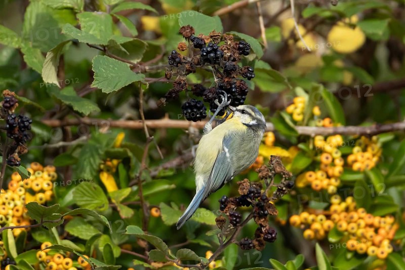 Blue tit (Cyanistes Caeruleus) adult garden bird feeding on blackberries fruit in a hedgerow in summer, Suffolk, England, United Kingdom