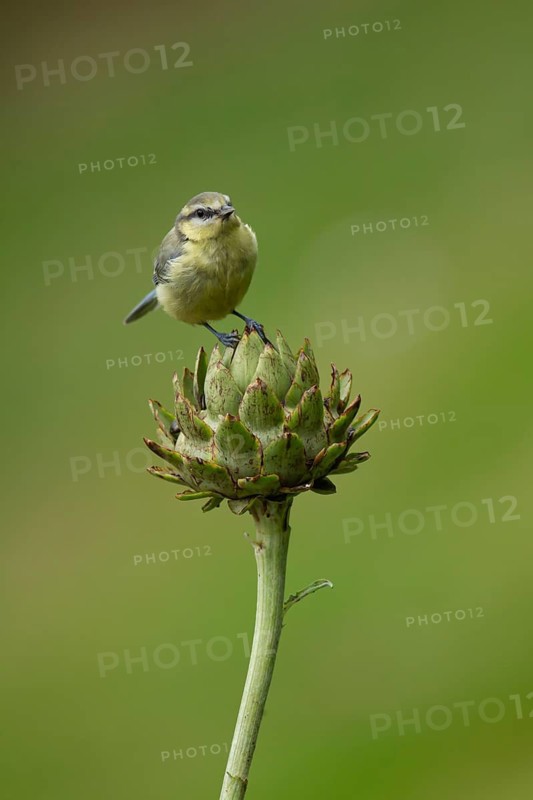 Blue tit (Cyanistes caeruleus) juvenile baby bird on a garden Artichoke thistle flower bud in summer, Norfolk, England, United Kingdom