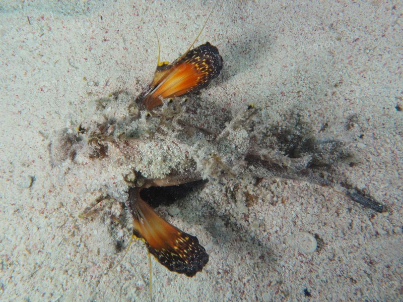 A poisonous Red Sea Walkman Filament Devilfish (Inimicus filamentosus) Devilfish warns enemies with its coloured fins. Dive site House Reef, Mangrove Bay, El Quesir, Red Sea, Egypt