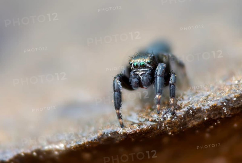 Arachnida, bowed jumper, dark crescent jumper, evarcha arcuata, curved jumping spider, black jumping spider, arachnids, spiders, spiders