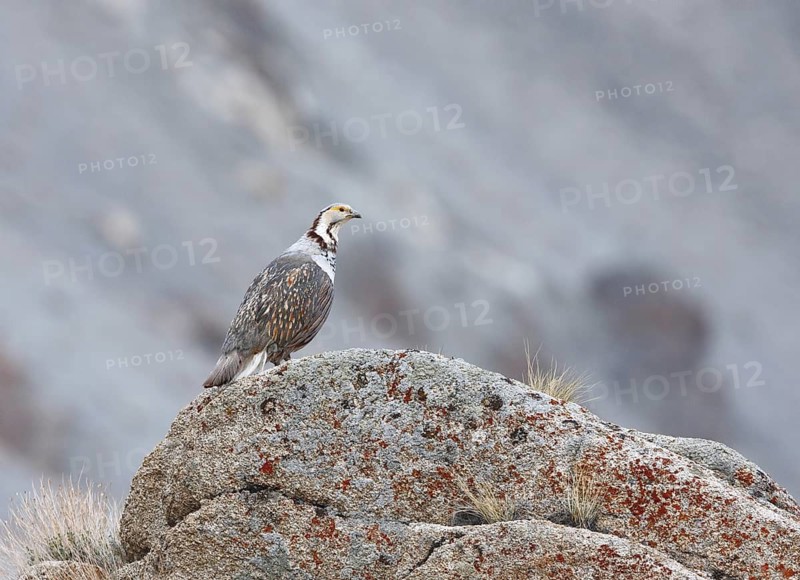 Himalayan Snowcock (Tetraogallus himalayensis), Ladakh, India