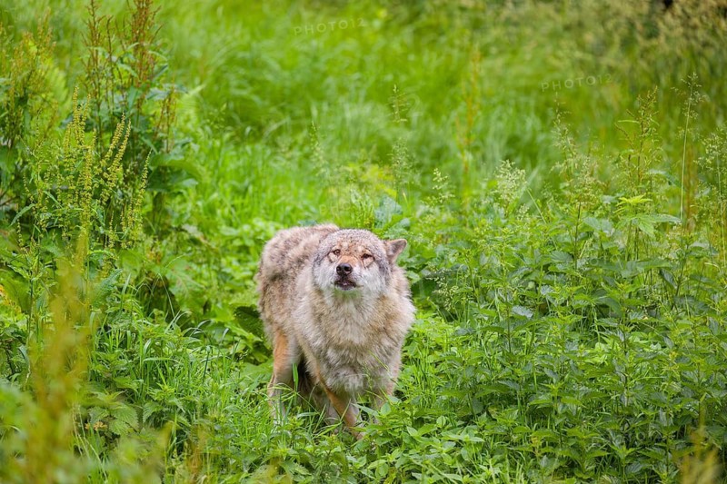 A submissive eurasian gray wolf (Canis lupus lupus) anxiously watches the higher-ranking wolves