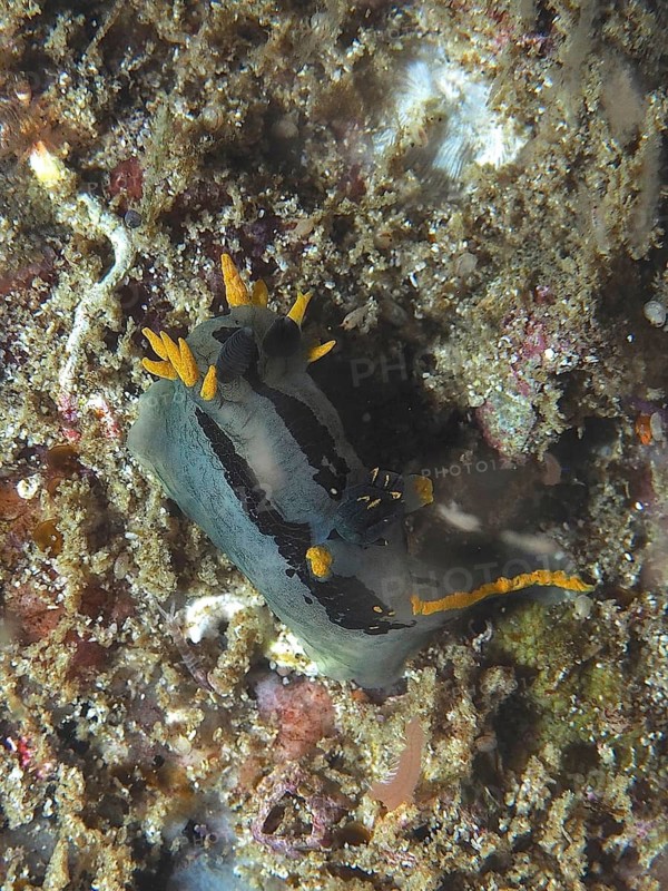 Double-crowned cornet snail (Polycera capensis)