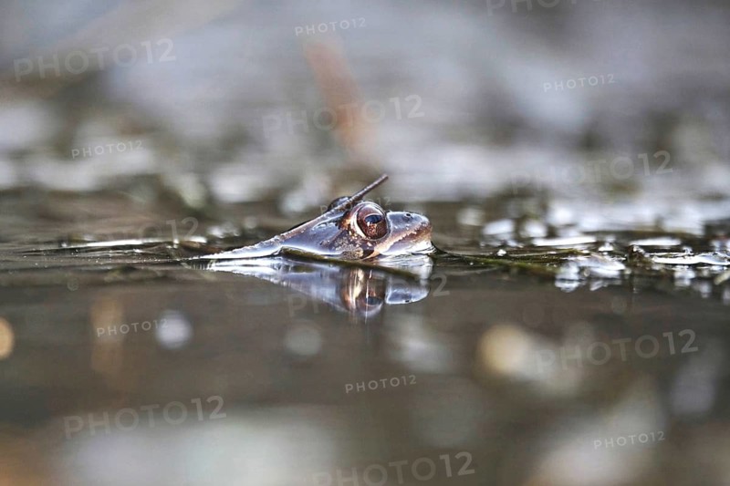 Common frog in a pond, spring, Germany