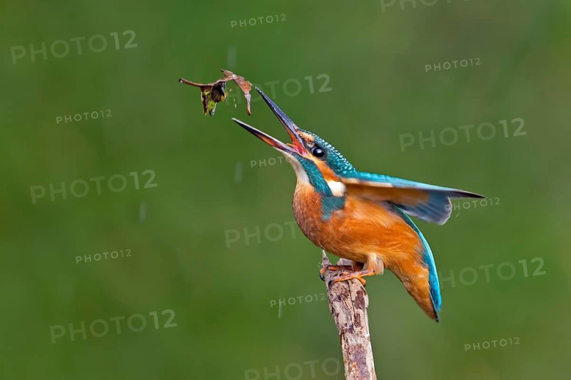Common Kingfisher (Alcedo atthis) juvenile, Saxony-Anhalt, Germany
