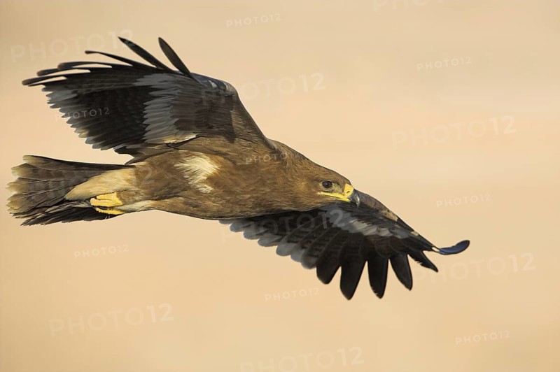 Steppe Eagle (Aquila nipalensis), Oman