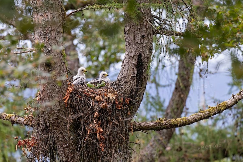 Honey Buzzard (Pernis apivorus), close-up, two chicks with white down feathers in their nest on a larch tree in the forest, Hesse, Germany