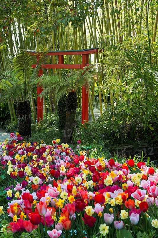 Botanical Garden with Sculptures in Spring, Japanese Red Torii Gate and Bamboo Forest, Light Garden, Andre Heller, Gardone Riviera, Lake Garda, Brescia Province, Lombardy Region, Italy