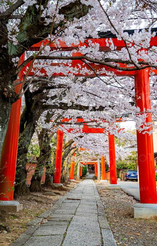 Blooming cherry trees, red torii gates at Takenaka-Inari-Jinja Shrine, Kyoto, Japan