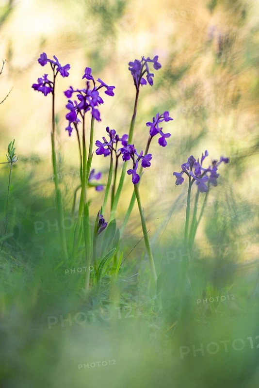 Vibrant purple Anacamptis champagneuxii orchids standing in clusters amidst a softly blurred green background, illuminated by gentle sunlight