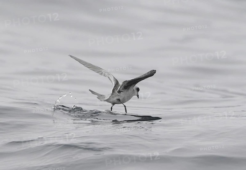 Fork-tailed Storm Petrel (Oceanodroma furcata) flying, California, USA