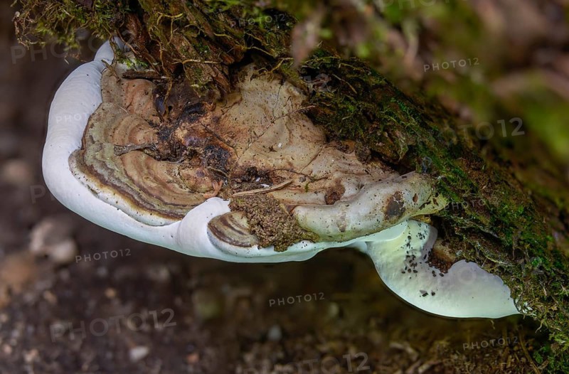 Flat lacquer porling, ganoderma applanatum, ganoderma lipsiense, lacquer porling, painter's mushroom, artist's bracket, artist's conk, artist's fungus, bear bread, fungi, mushrooms