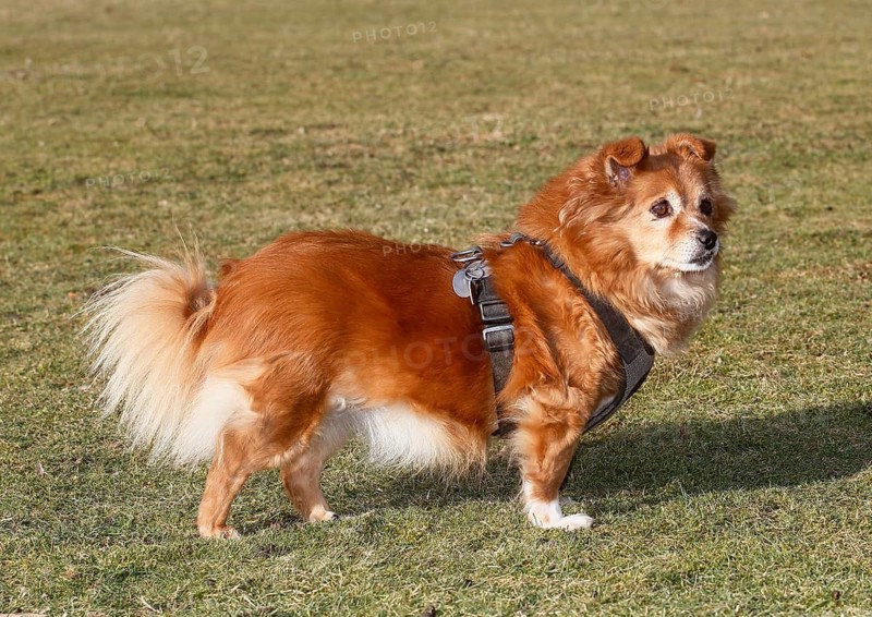 Chihuahua-Spitz crossbreed (Canis lupus familiaris), standing sideways on the meadow, North Rhine-Westphalia, Germany