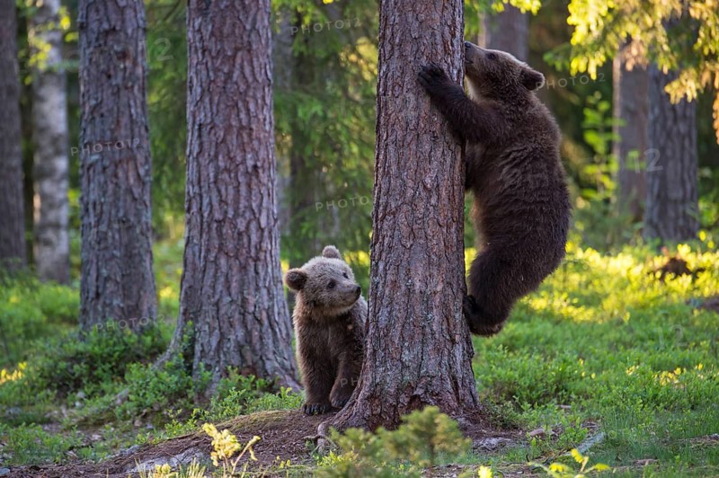 Eurasian Brown Bear (Ursus arctos) two cubs in forest, Finland