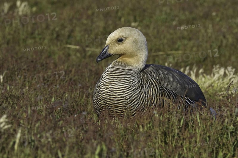 Upland Goose (Chloephaga picta) female, Falkland Islands