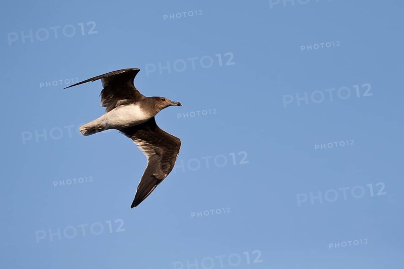 Sooty Gull (Ichthyaetus hemprichii) flying, Ras Al Khabbah, Oman