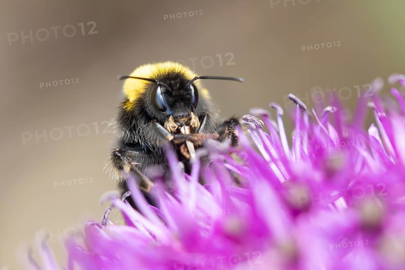 Buff tailed bumblebee (Bombus terrestris) adult bee feeding on a purple Allium flower in an urban garden in summer, England, United Kingdom