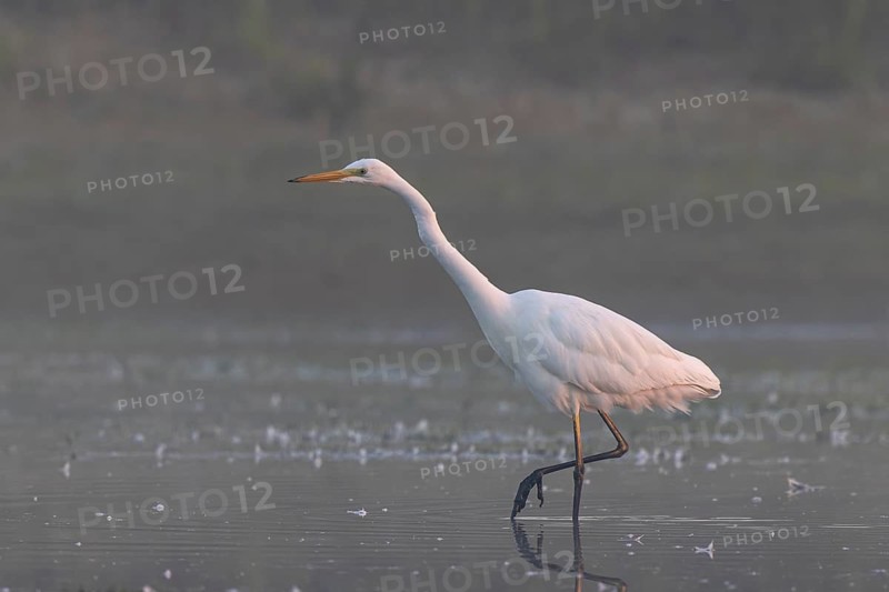 Great Egret (Ardea alba) foraging, Netherlands