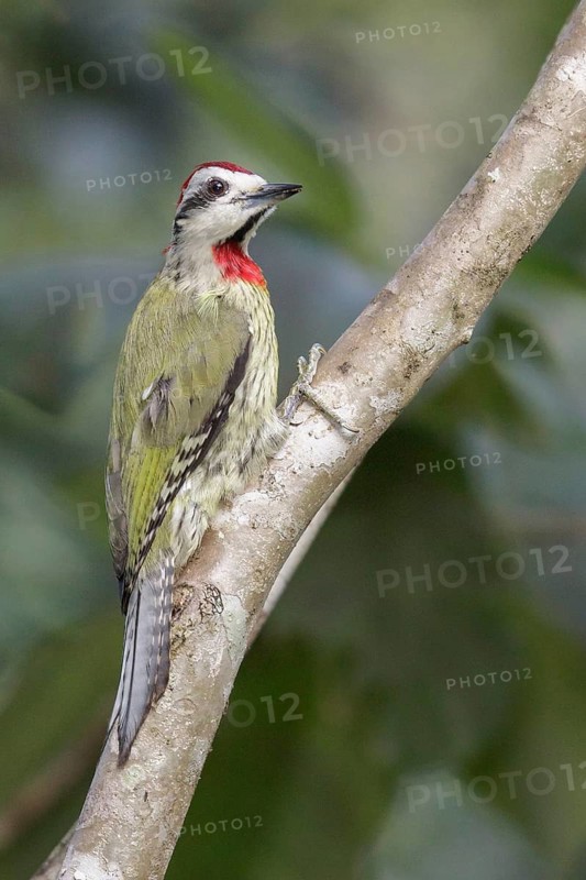 Cuban Green Woodpecker (Xiphidiopicus percussus) perched on a branch in Cuba