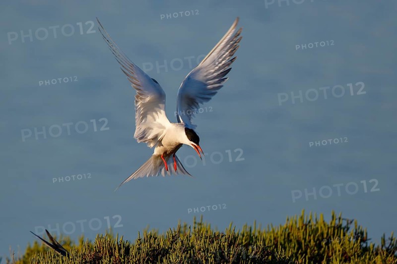 Common Tern (Sterna hirundo) flying, Greece