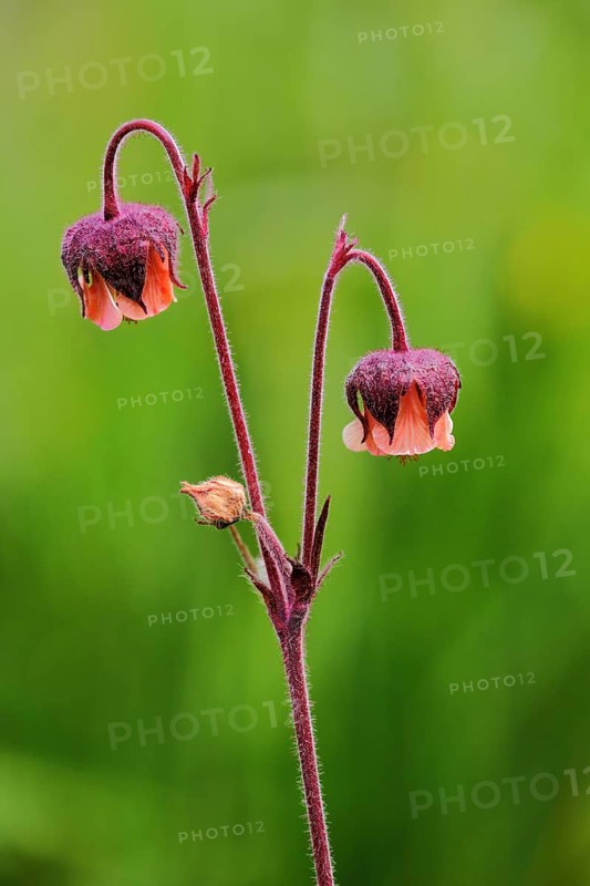 Brooklime (Geum rivale), nature photography, UNESCO, biosphere reserve, Lange Rhön, Bavaria, Germany