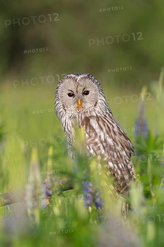 One Ural owl (Strix uralensis) sitting on a branch lying in a field of flowering lupines in late evening light