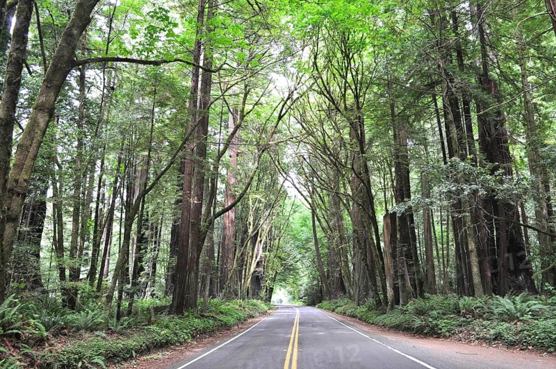 Straight road through a dense redwood forest with overwhelming greenery, coast redwood (Sequoia sempervirens), Humboldt Redwoods State Park, California, USA