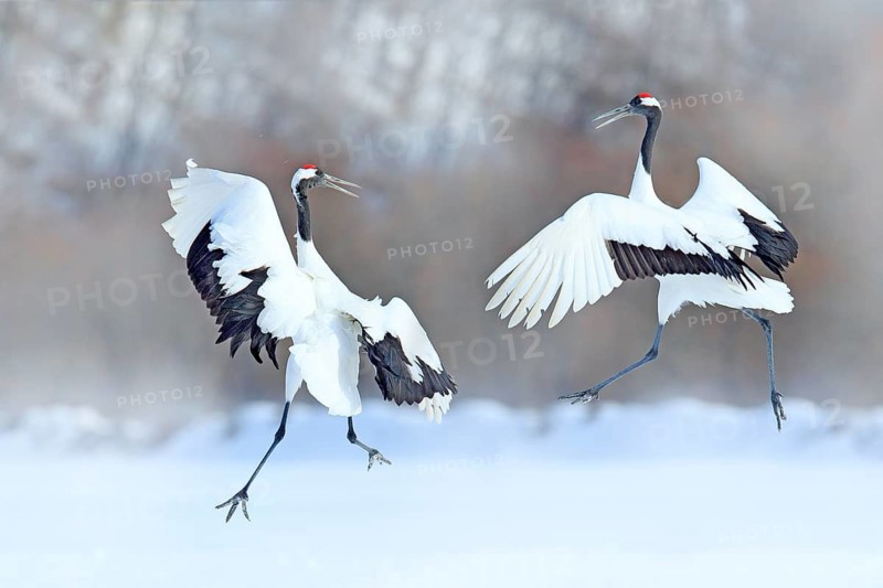 Dancing pair of Red-crowned crane with open wings, winter Hokkaido, Japan. Snowy dance in nature. Courtship of beautiful large white birds in snow. Animal love mating behaviour, bird dance