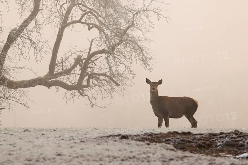 A female red deer (Cervus elaphus) stands next to a pear tree in dense fog on a meadow covered with hoarfrost