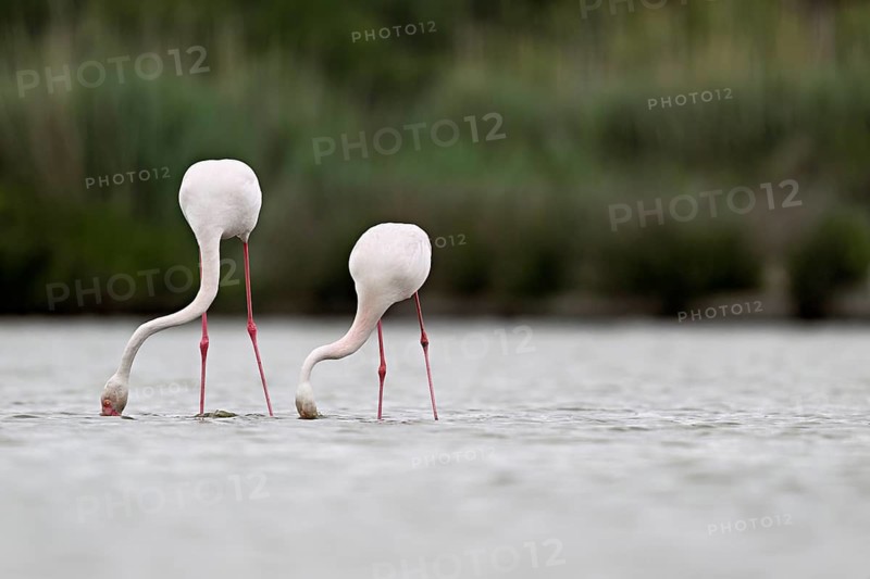 Two greater flamingos (Phoenicopterus roseus), standing in the water whilst foraging, Camargue Regional Nature Park, southern France, France