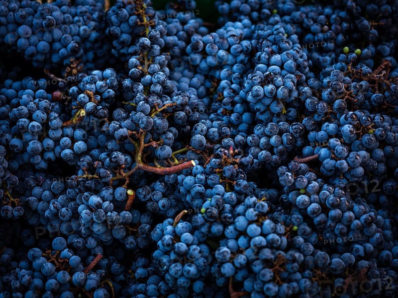 A close-up image of ripe blue grapes clustered together, capturing their texture and vibrant color. Taken in a vineyard in Mallorca, Spain, this image showcases nature's bounty